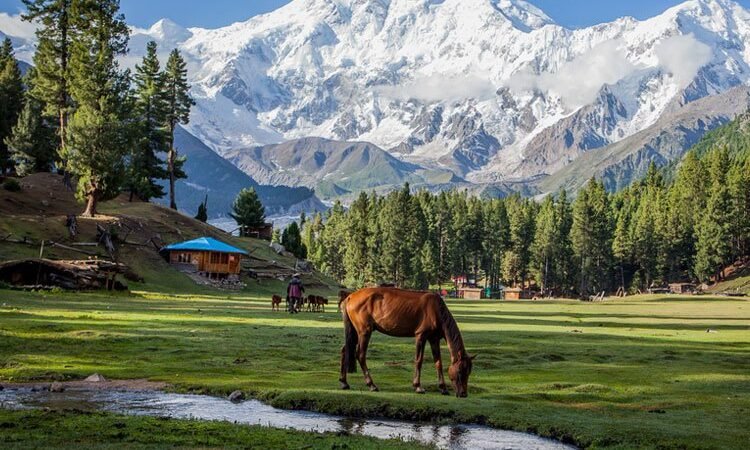Fairy Meadows Complete Guide: Jeep Track, Trek, Cost and Best Time