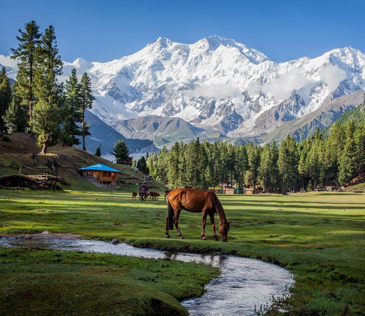 Fairy Meadows green alpine meadow and mountain