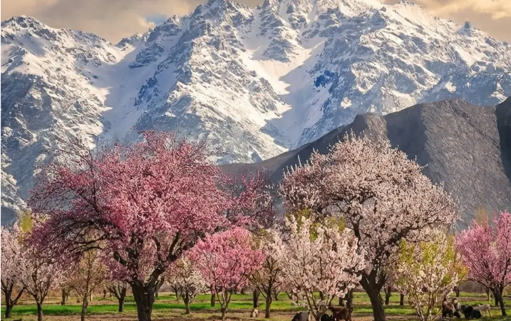Hunza Valley: The Most Beautiful Place You Haven’t Visited Yet (But Absolutely Should)